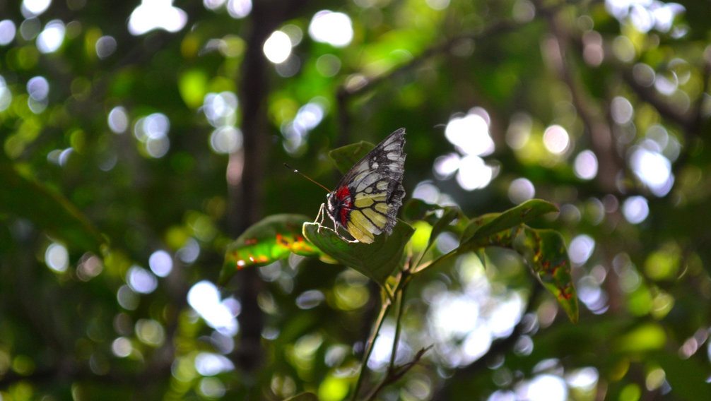 Papillon Nature Wu Tip Shan Path Fanling Hong Kong Trek