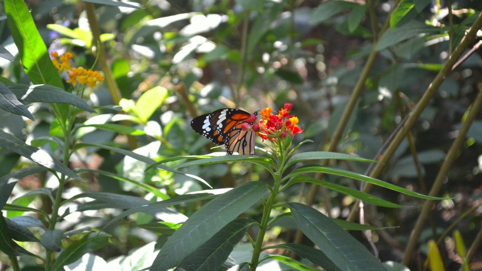 Hong Kong Park