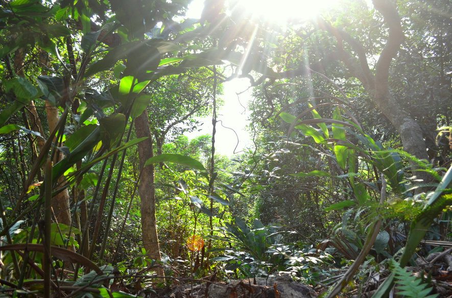 Morning Trail Victoria Peak Hong Kong