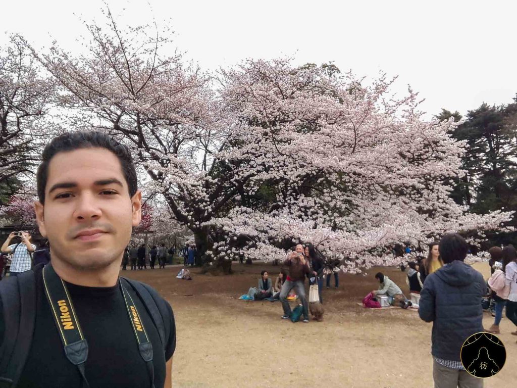 Floraison des Cerisiers Sakura Japon - Tokyo Shinjuku Gyoen