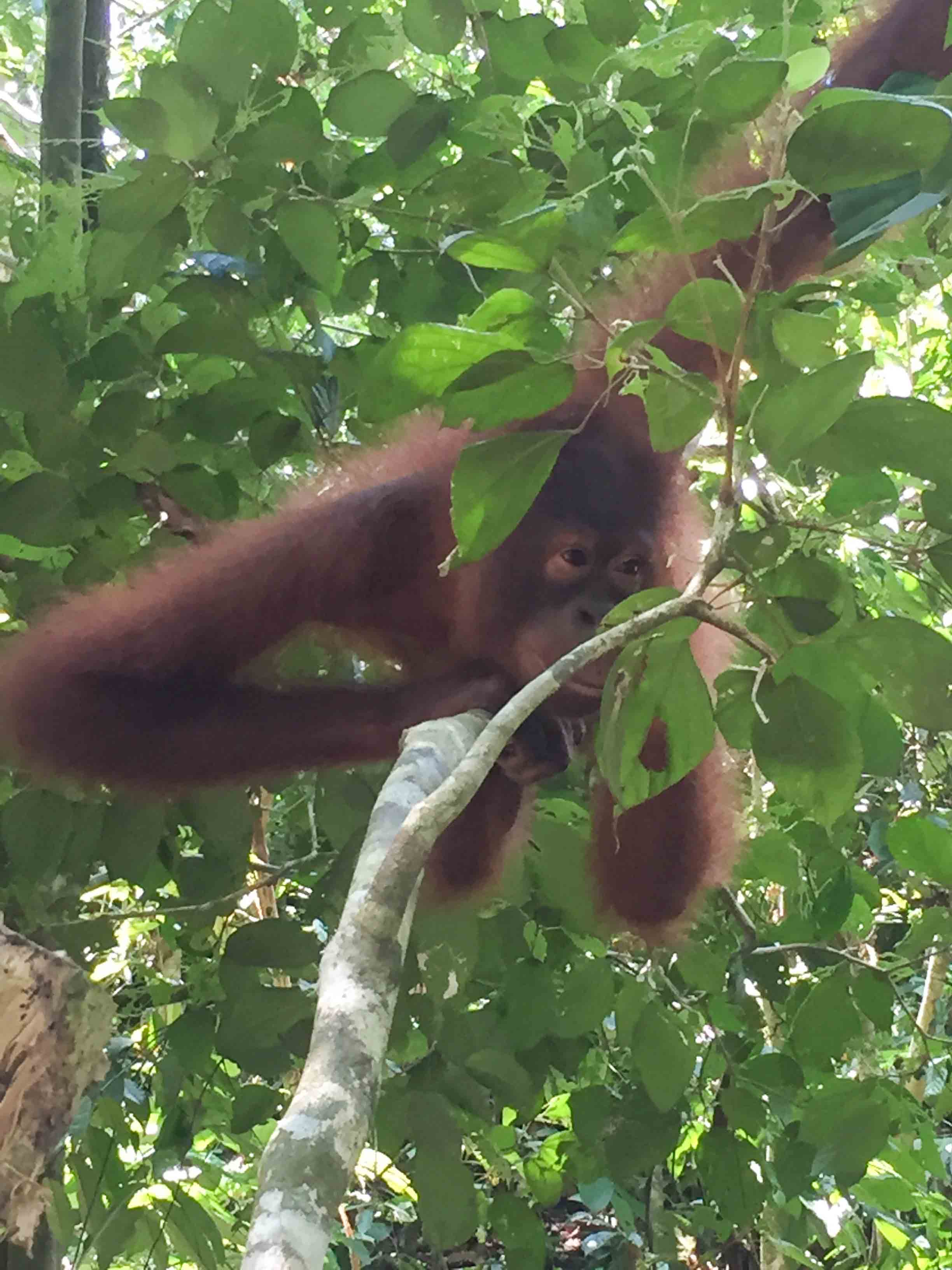 malaisie-foret-orang-outans