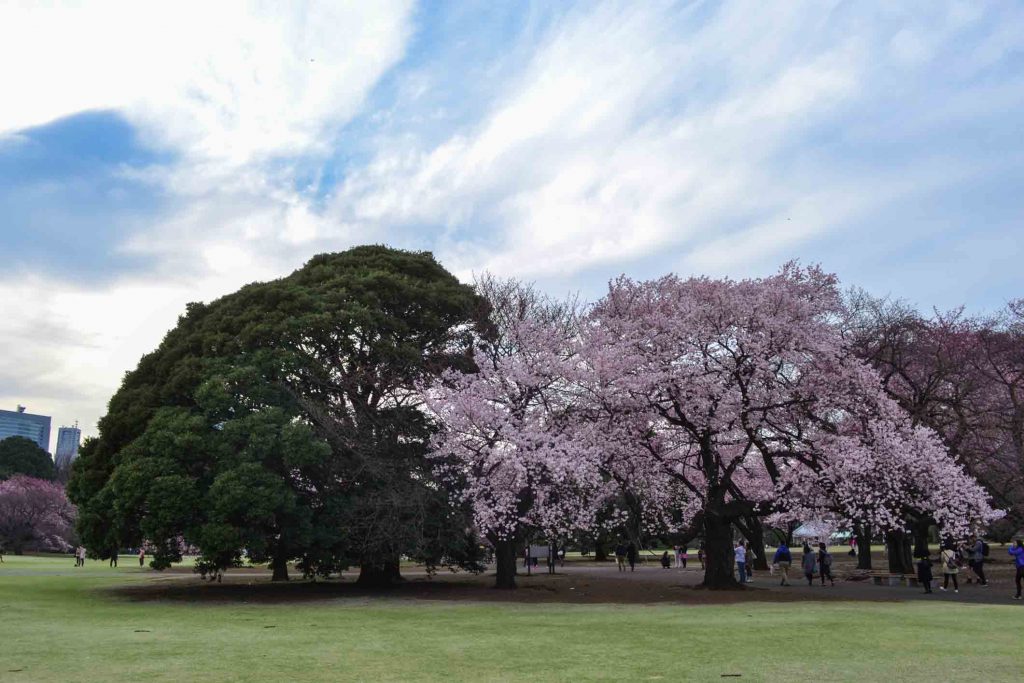 Quand partir au Japon Printemps Sakura Hanami Parc Shinjuku Gyoen Tokyo