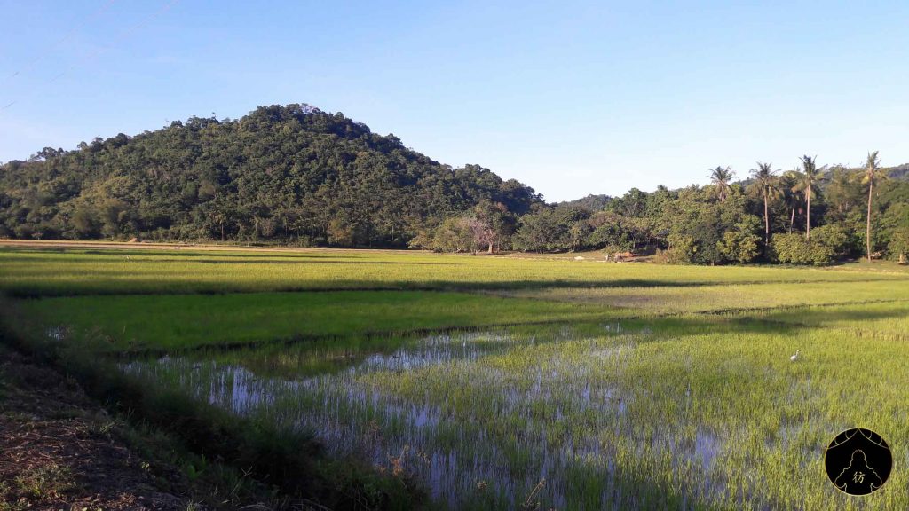 El Nido Palawan Philippines - Plantation de riz
