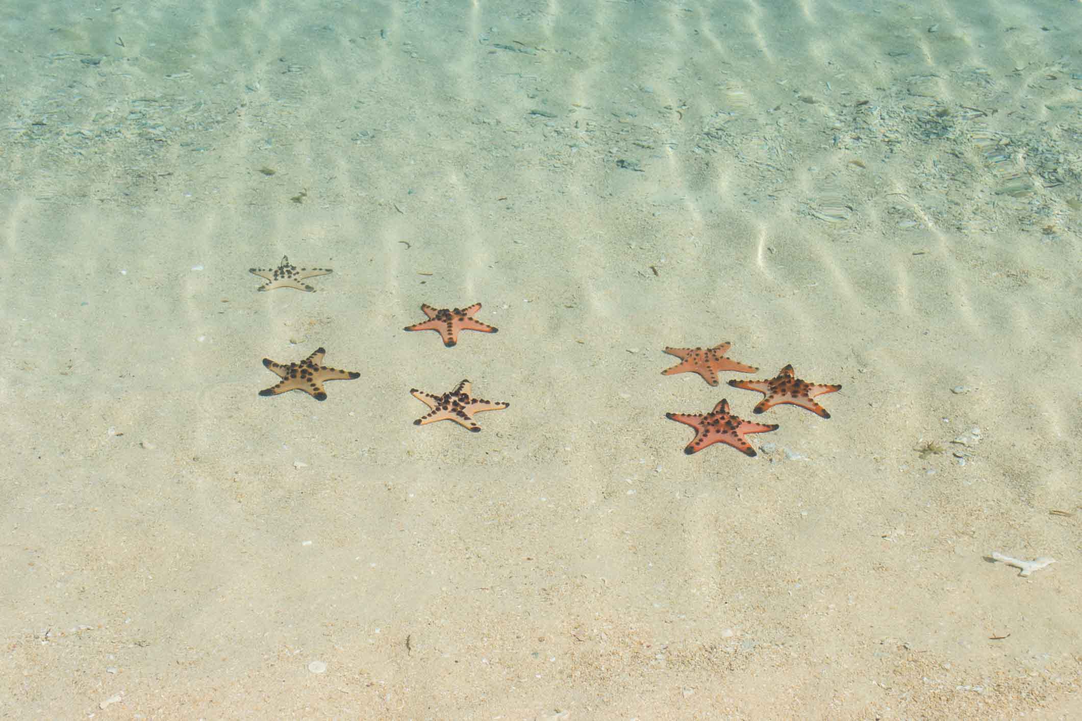 Etoile de Mer Philippines Honda Bay Puerto Princesa Starfish Island