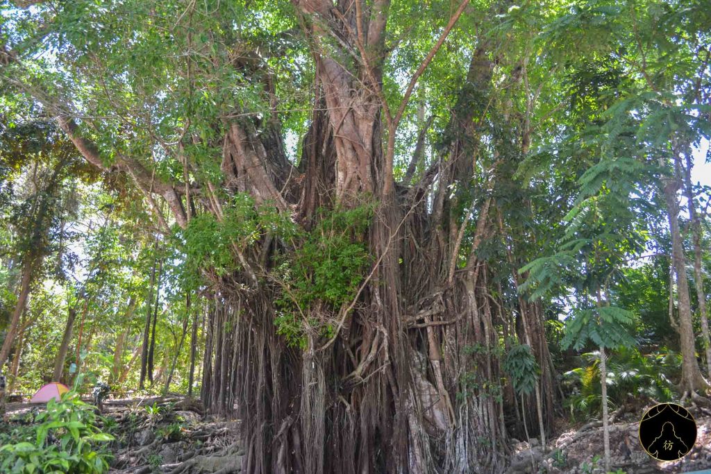 Siquijor Island Ile Philippines 02 - Arbre Millenaire Balete Tree