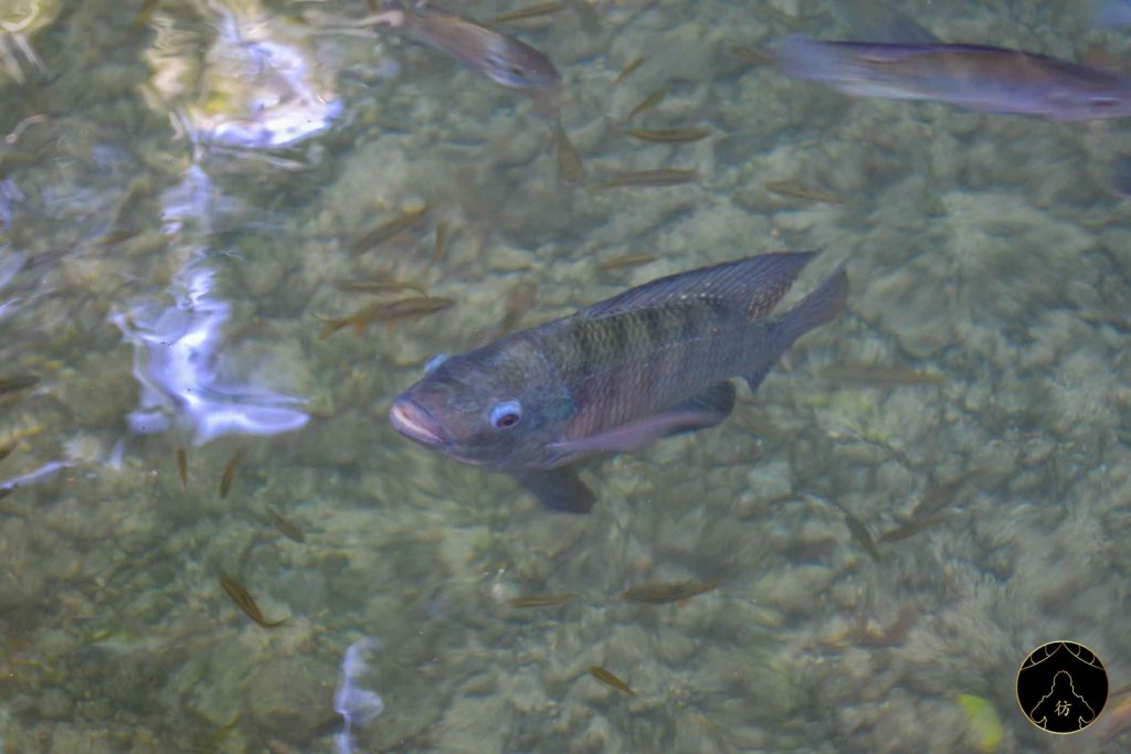 Siquijor Island Ile Philippines 04 - Poisson Arbre Millenaire Balete Tree Fish Pillling