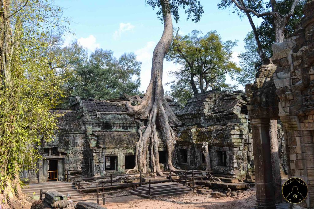 Dame Nature - Angkor Temples Ta Prohm Cambodge 2