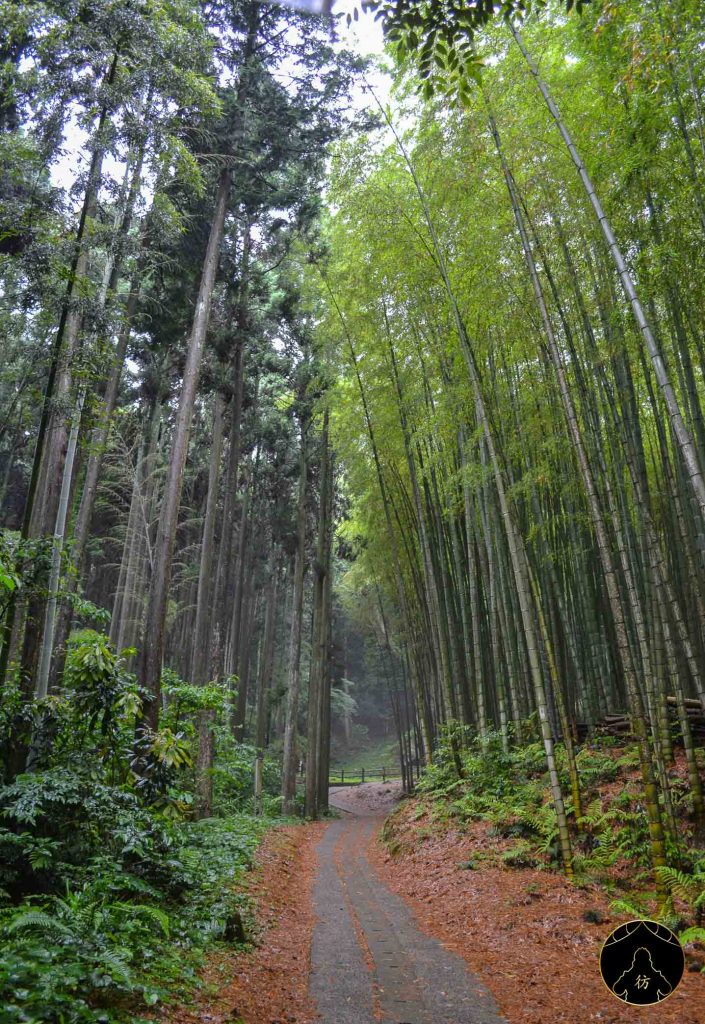 Dame Nature - Takeo Shrine Sanctuaire Arbre Millenaire Saga Japon Kyushu Bamboo