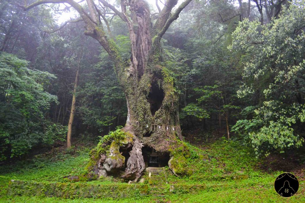 Dame Nature - Takeo Shrine Sanctuaire Saga Kyushu Japon Arbre Millenaire 1