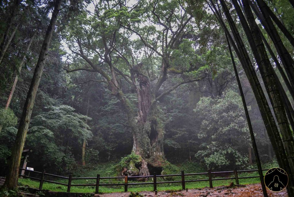 Dame Nature - Takeo Shrine Sanctuaire Saga Kyushu Japon Arbre Millenaire