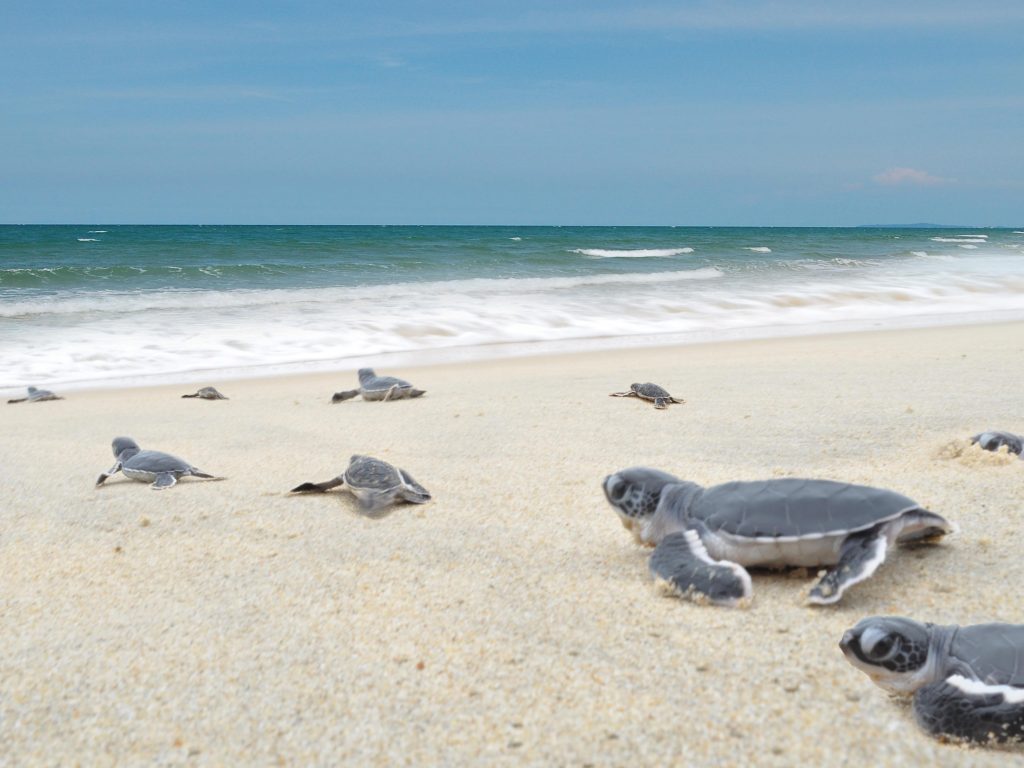 Turtle Sanctuary Beach Plage Malaisie