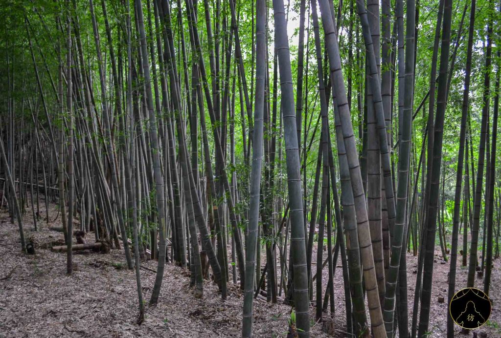 Kamakura Japan #5 - Bamboo Forests
