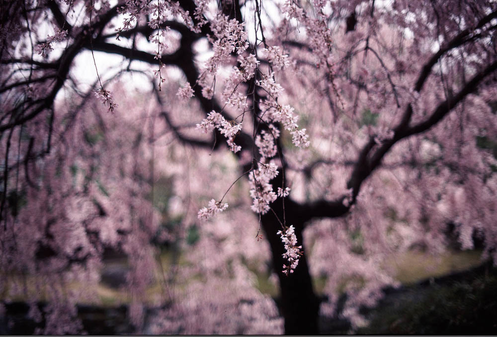 Sakura Japan Cherry Blossom Festival - Shiratori Garden Nagoya