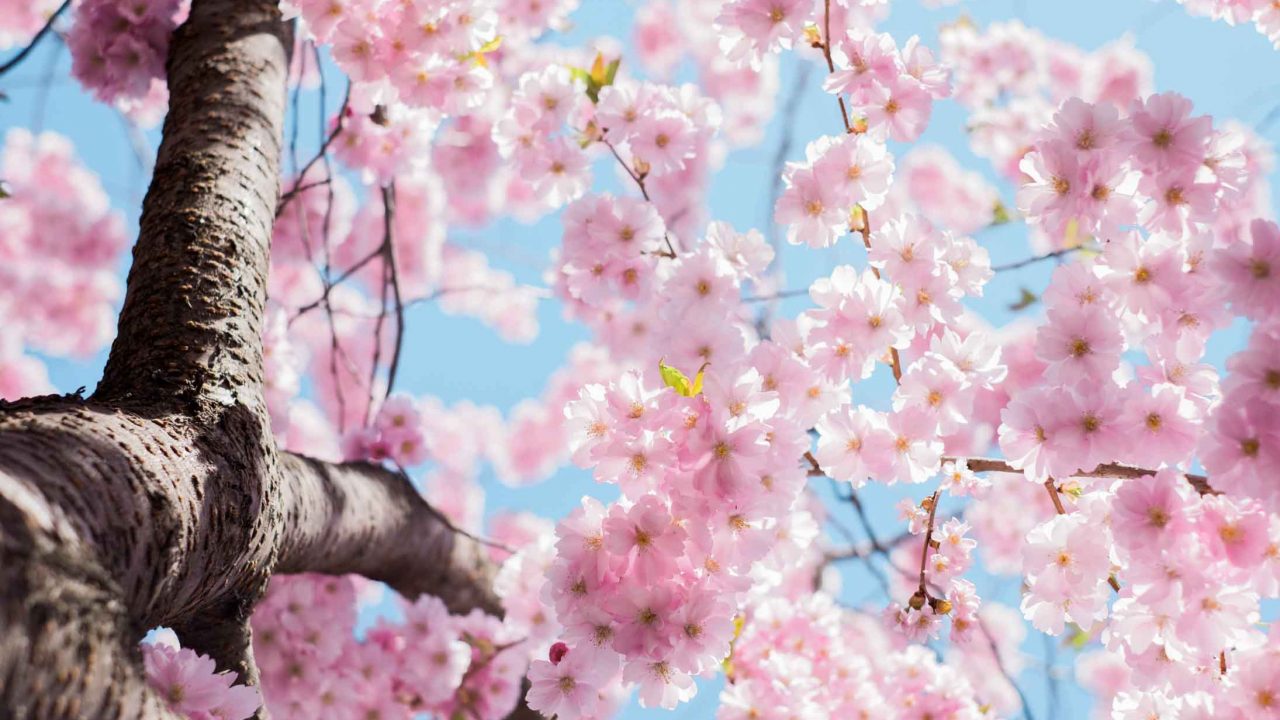 cherry blossom online dating login