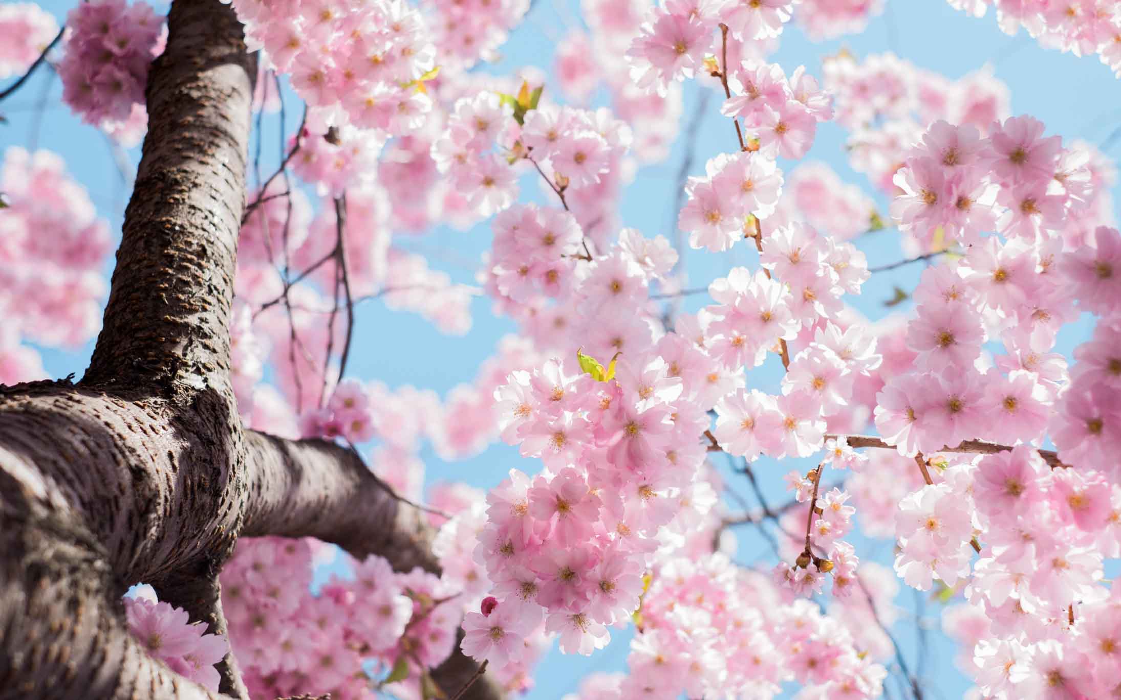 Sakura Japan Guide To Enjoy The Cherry Blossom Festival Spring 2021