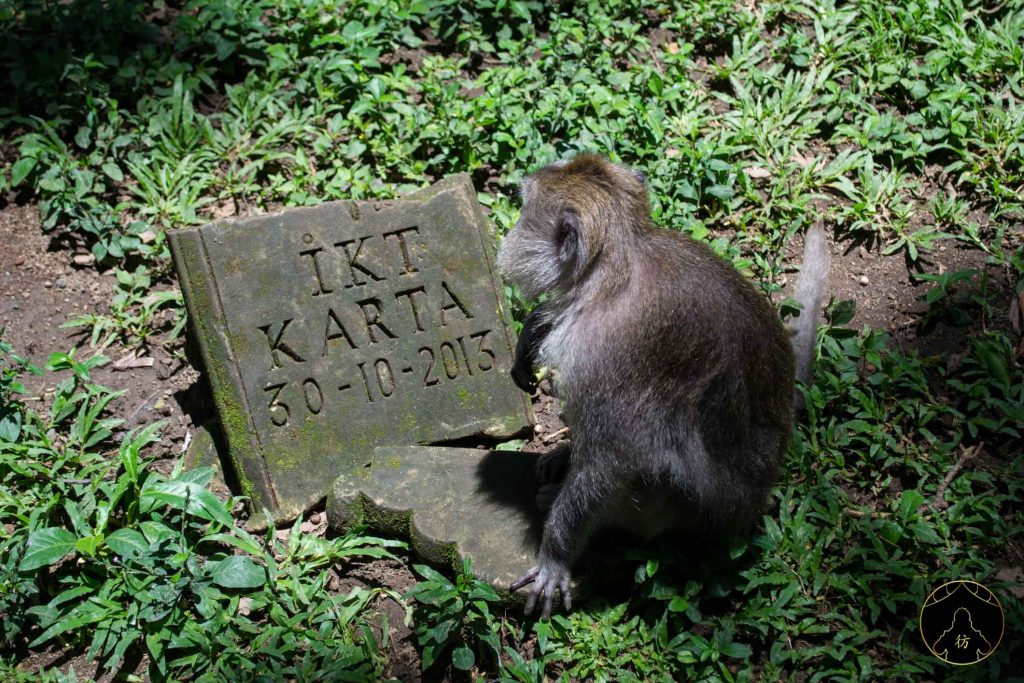 Ubud Bali Indonesie - Monkey Forest Foret des singes 10