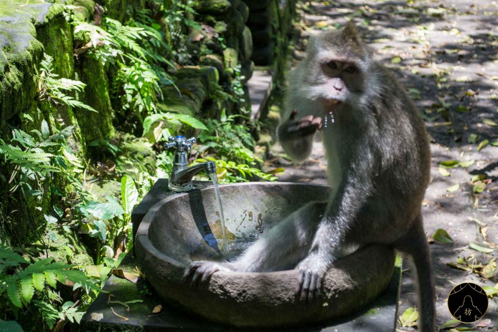 Ubud Bali Indonesie - Monkey Forest Foret des singes 6