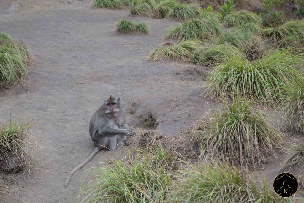 Volcan Batur Bali Indonesie 07 Singe