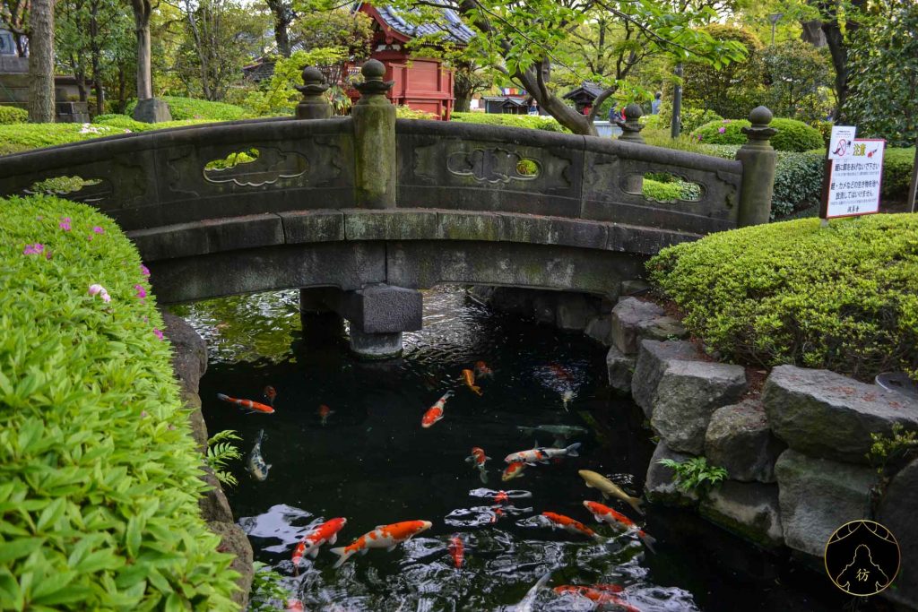 Koi pond and garden behind a shop on Miyajima Island, Japan : r/Koi