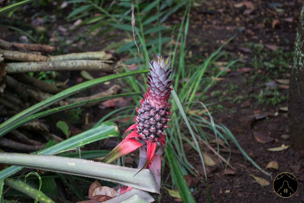 Dormir chez l'habitant Bali 15 - Ananas
