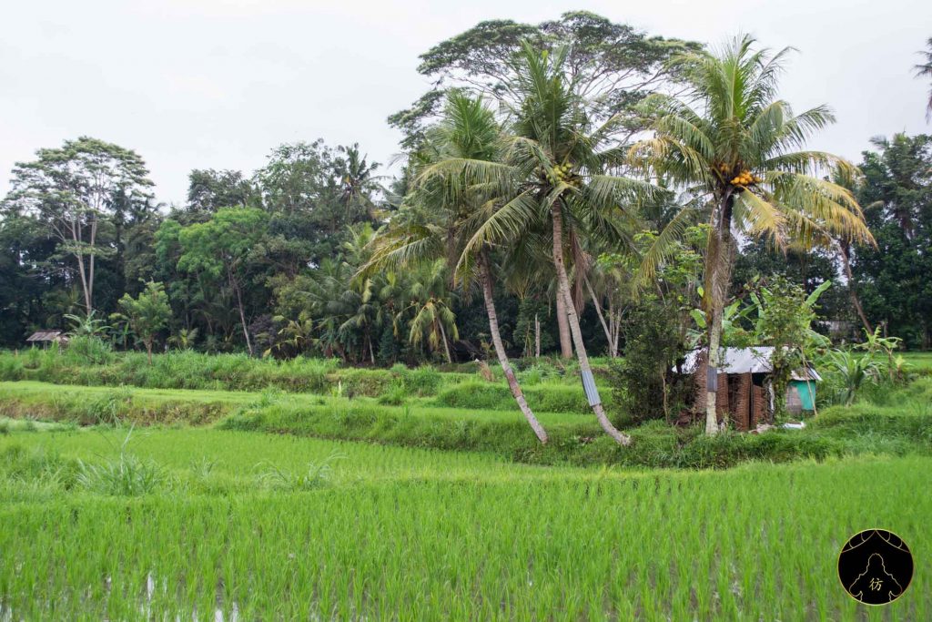 Dormir chez l'habitant Bali 17 - Village Rizières