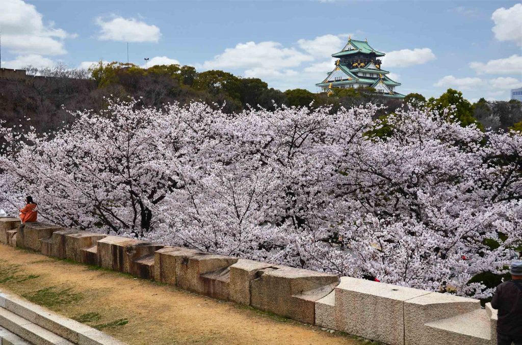 Floraison des Cerisiers Sakura Japon - Chateau d'Osaka