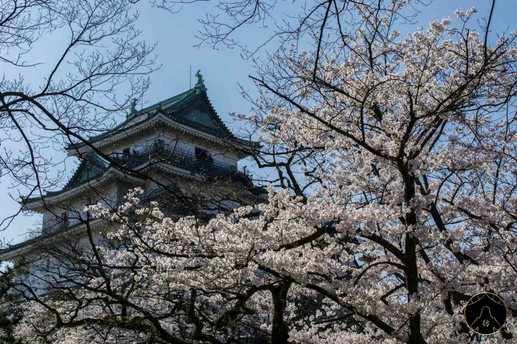 Floraison des Cerisiers Sakura Japon - Chateau de Wakayama