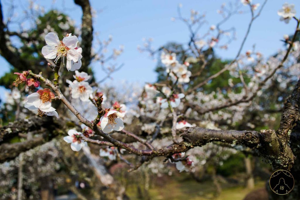 Floraison des Cerisiers Sakura Japon - Kanazawa Jardin Kenrokuen 1
