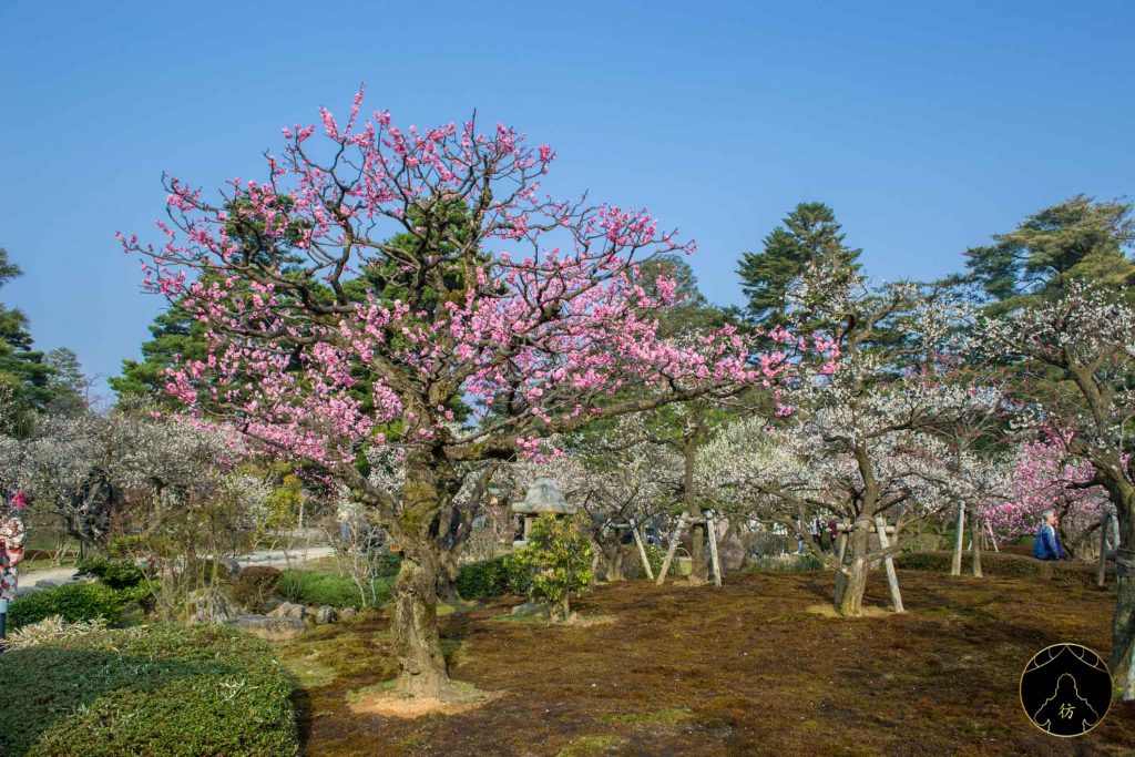 Floraison des Cerisiers Sakura Japon - Kanazawa Jardin Kenrokuen