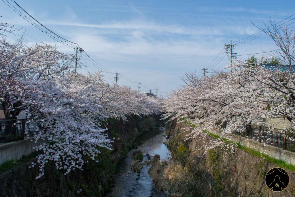 Floraison des Cerisiers Sakura Japon - Nagoya Rivière Yamazaki