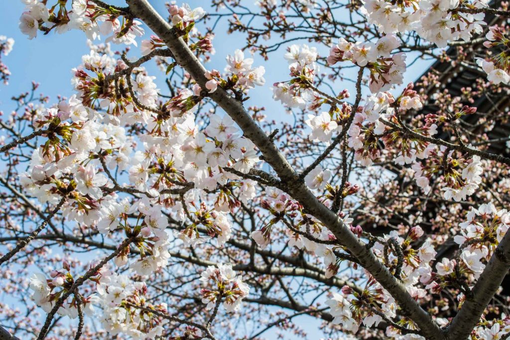 Floraison des Cerisiers Sakura Japon - Les dates pour le printemps 2020