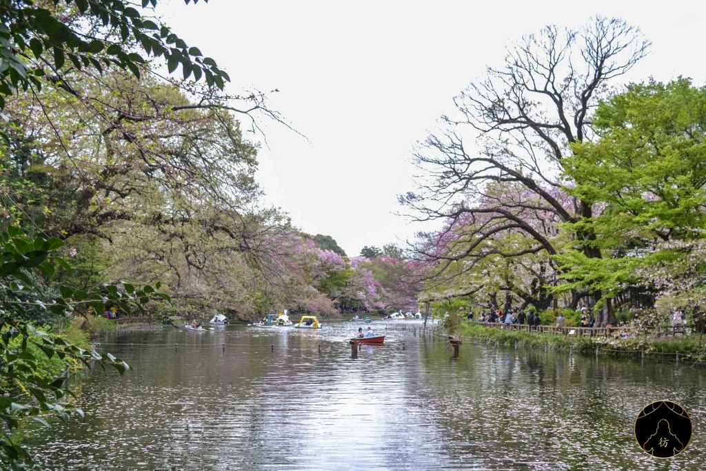 Floraison des Cerisiers Sakura Japon - Parc Inokashira Kichijoji