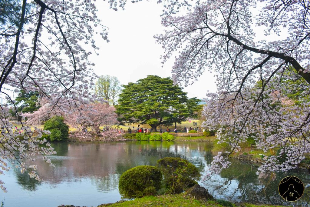 Floraison des Cerisiers Sakura Japon - Tokyo Parc Shinjuku Gyoen