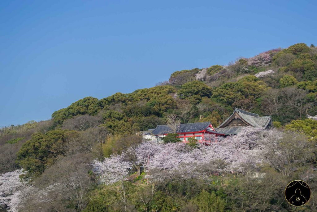 Floraison des Cerisiers Sakura Japon - Temple Kimiidera