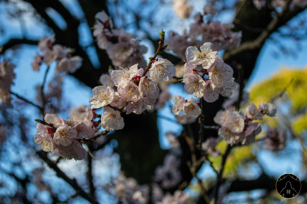 Nagoya Japon - Le jardin Tokugawaen 03