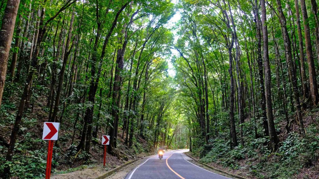 Bohol Philippines - La forêt Mahogany
