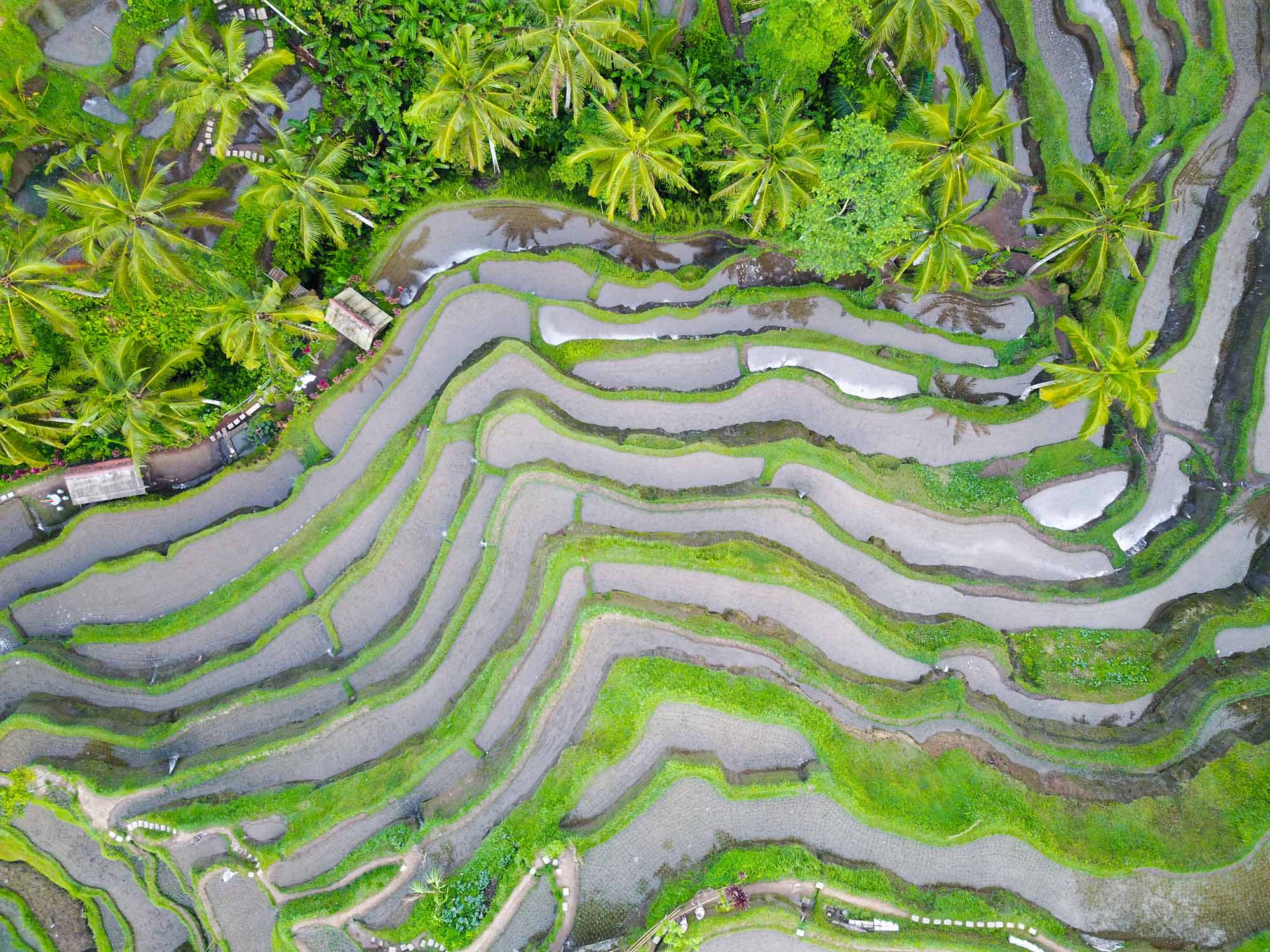 Bali Rice Terraces – The 10 Best Spots On The Island You Need To Visit