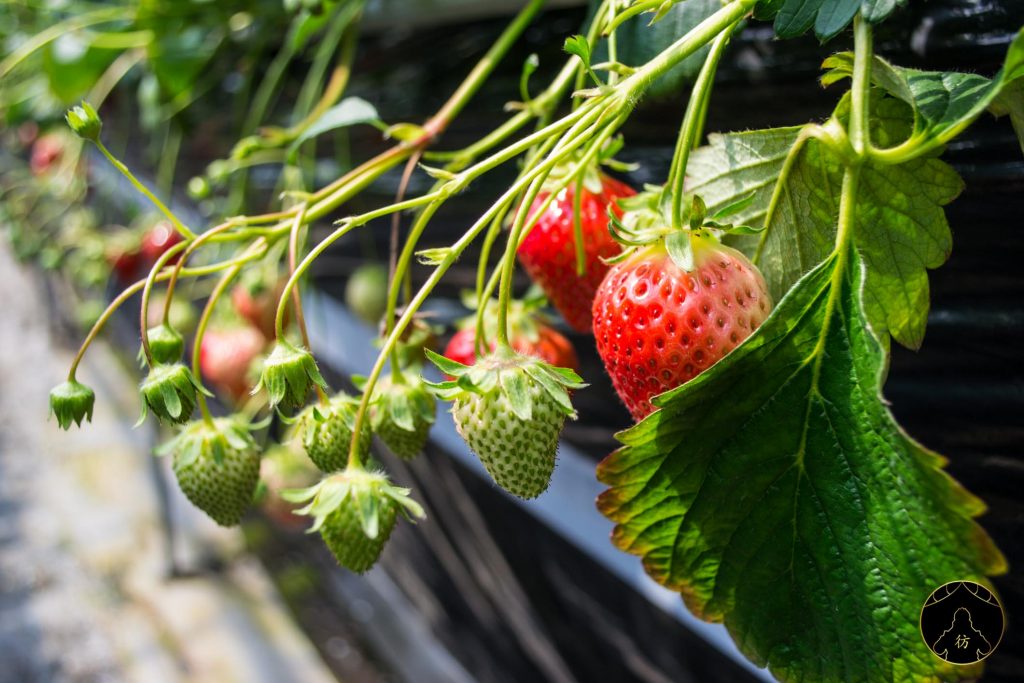 Takamatsu Japon - Cueillez (et mangez) des fraises à la ferme Ichigoya 02