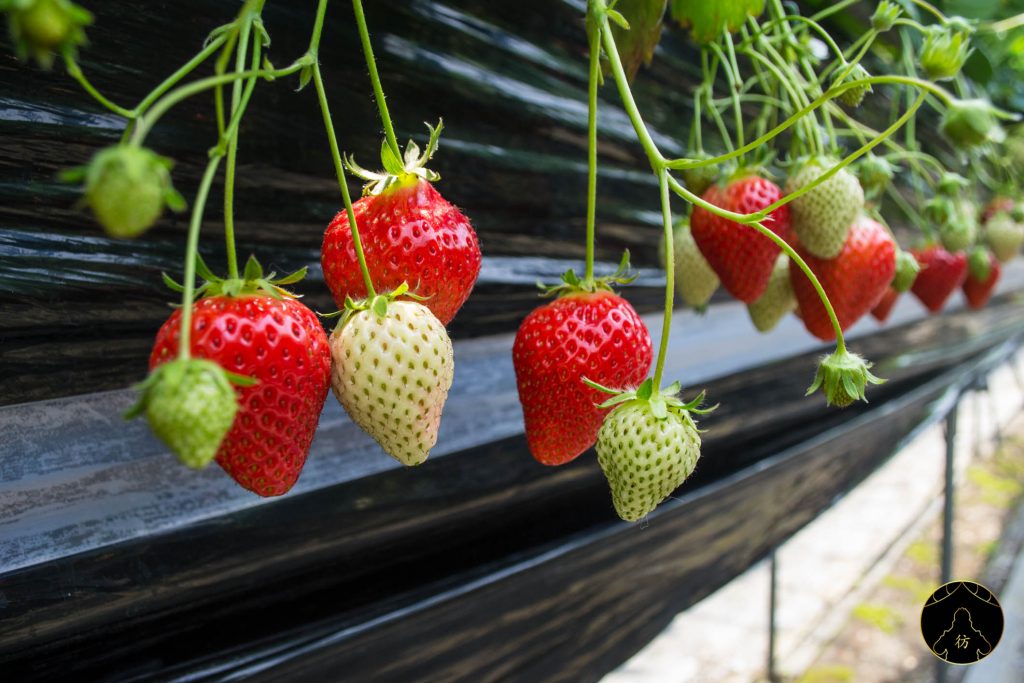 Takamatsu Japon - Cueillez (et mangez) des fraises à la ferme Ichigoya 02