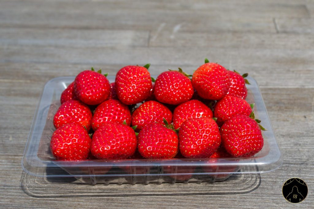 Takamatsu Japon - Cueillez (et mangez) des fraises à la ferme Ichigoya 02