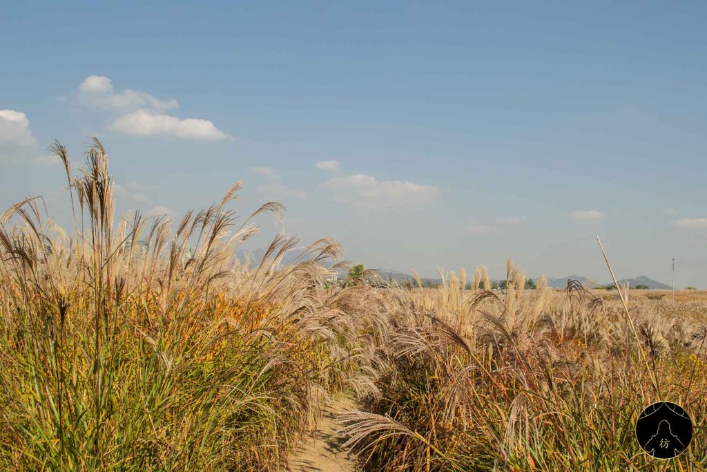 13. Visiter Seoul - Le parc Haneul 03