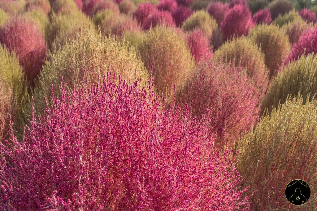 13. Visiter Seoul - Le parc Haneul 03
