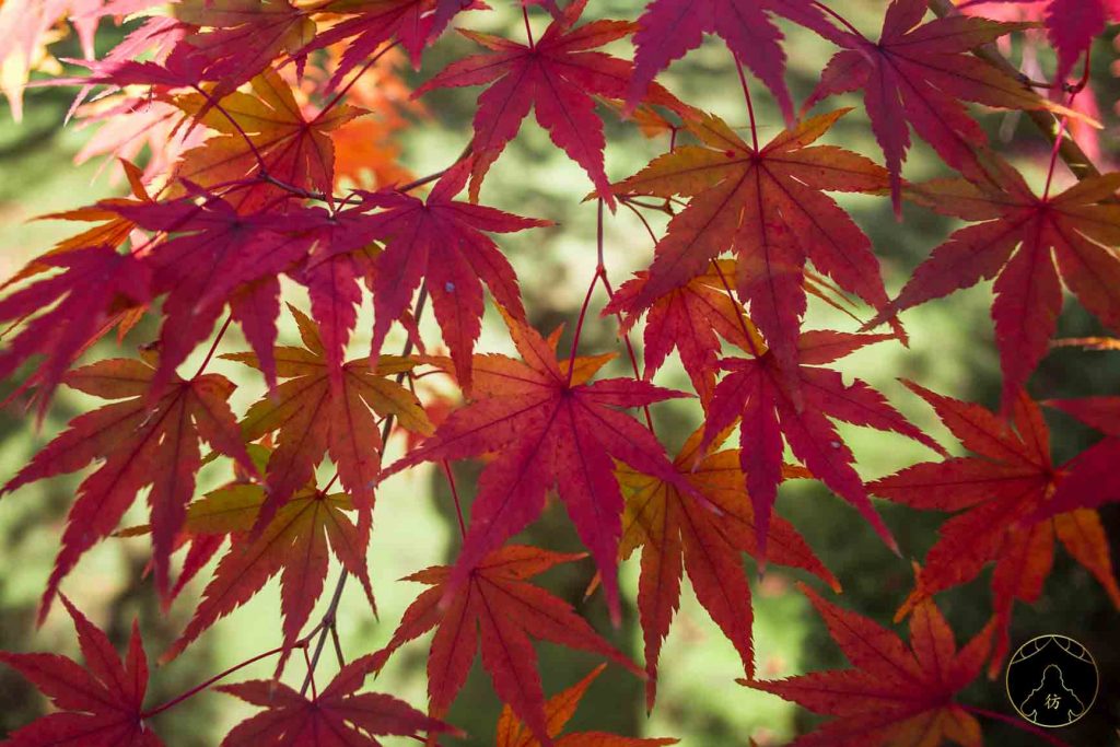 Autumn In Japan The Foliage Forecast And The Best Spots By City