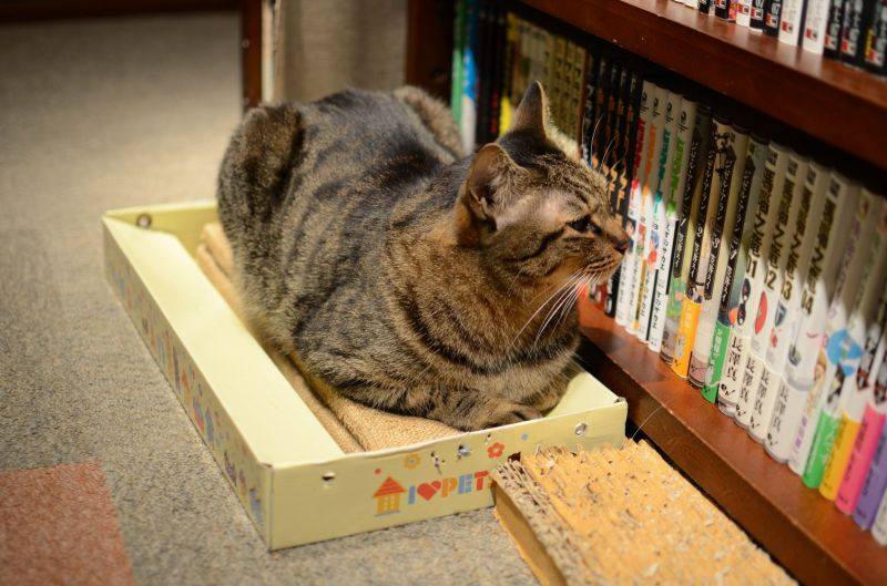  Cat  Cafe  Tokyo The 7 Best  Places Of The City You Have To 