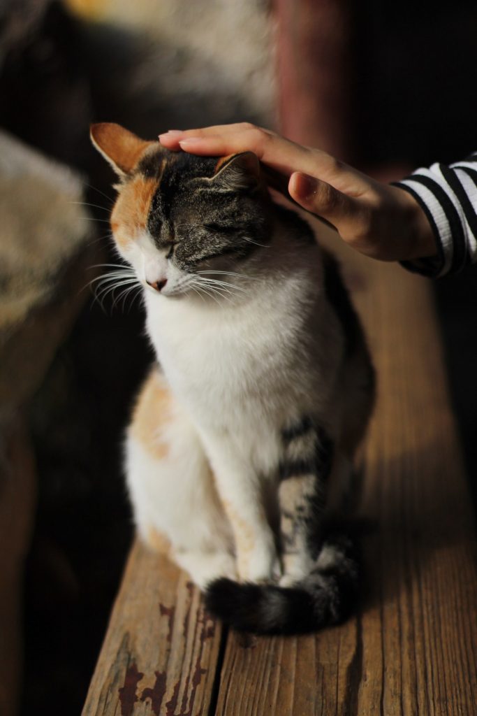  Cat  Cafe  Tokyo The 7 Best Places Of The City You Have To 