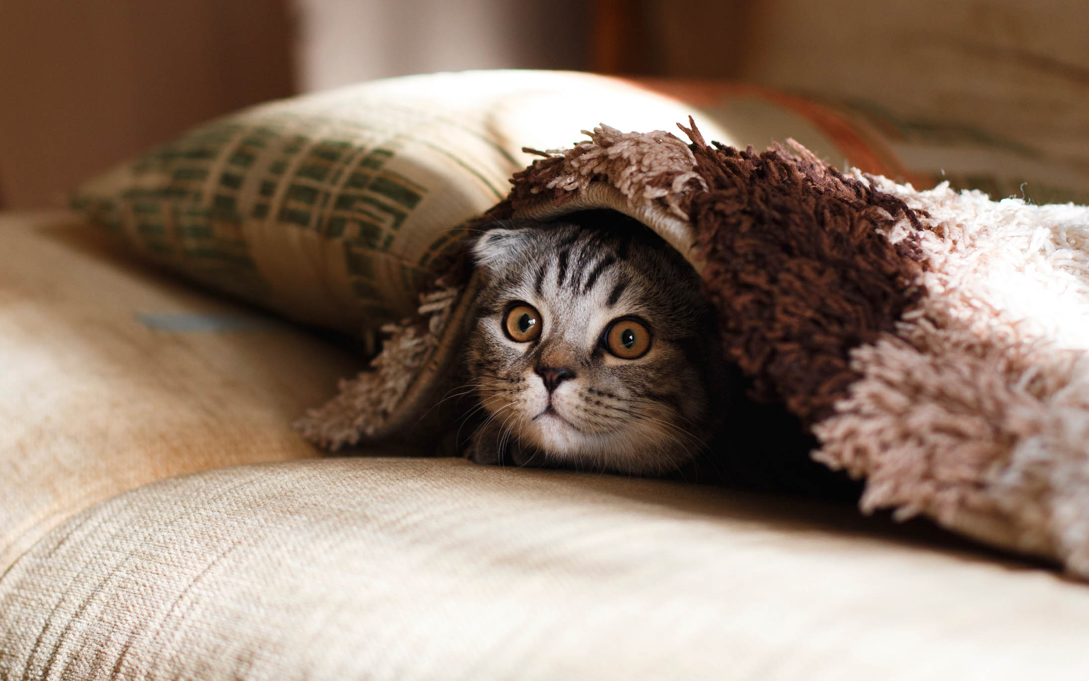 Cat Cafe Tokyo - The 7 Best Places Of The City!