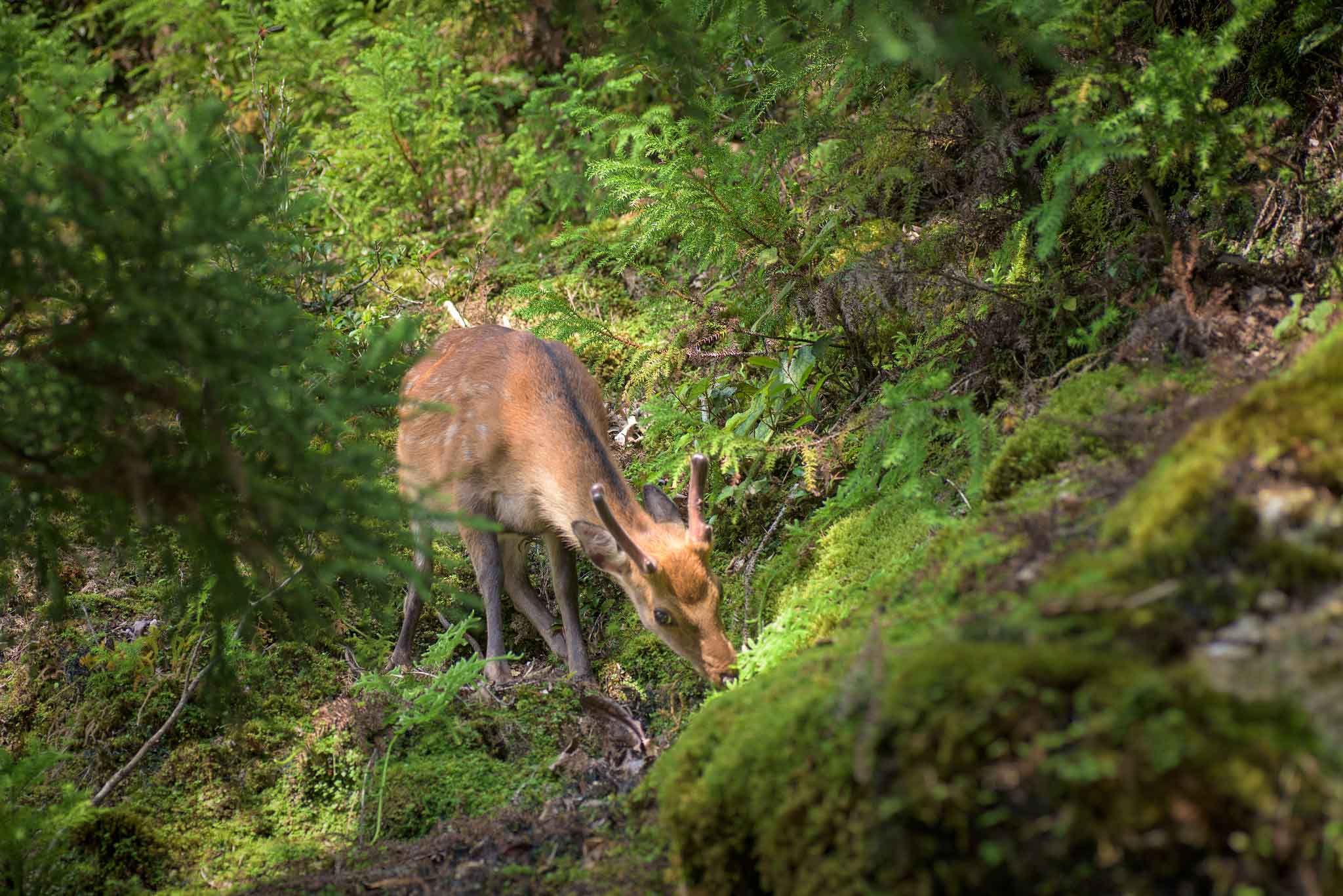 Yakushima Island - Explore The Island That Inspired Princess Mononoke Deers