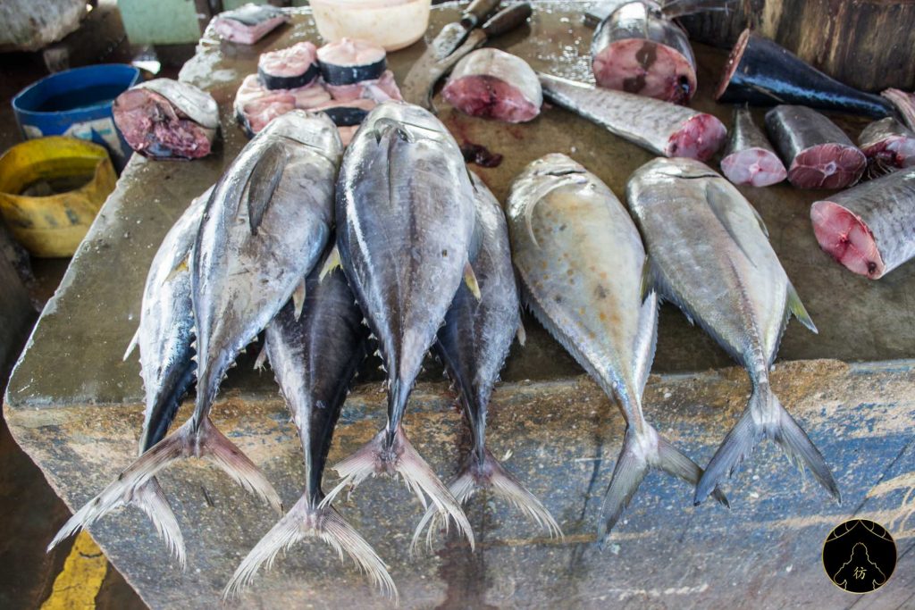 Negombo Sri Lanka - Le marché aux poissons 3