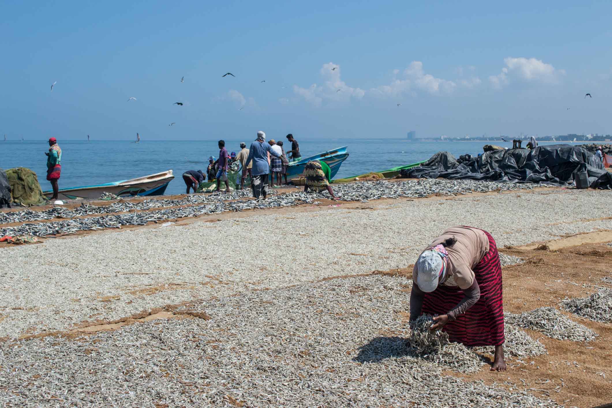 Negombo Sri Lanka - Le marché aux poissons 6 Couverture