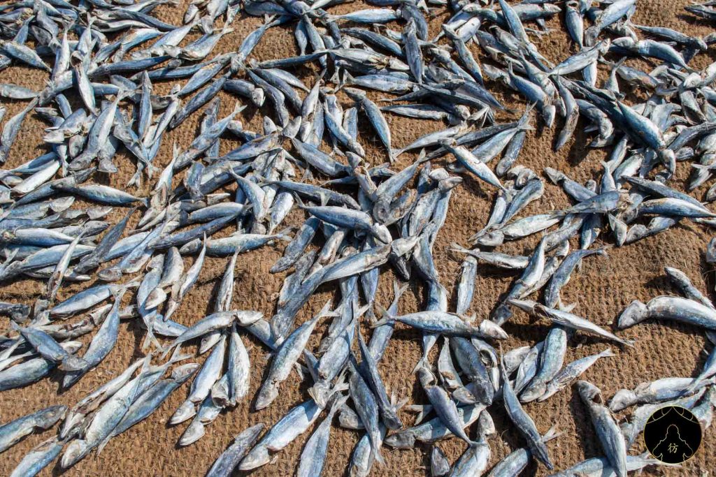 Negombo Sri Lanka - Le marché aux poissons 8